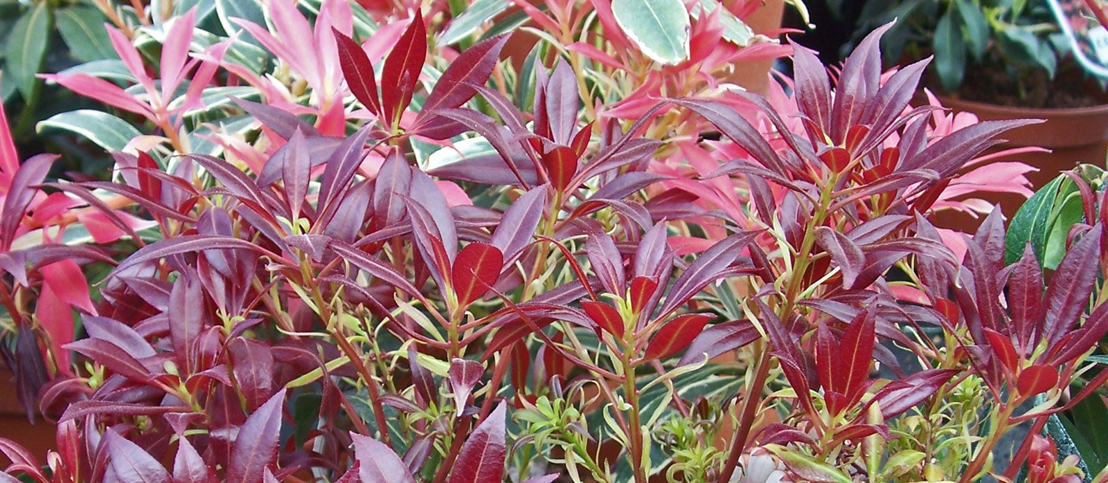 Lily of the Valley Shrub glossy crown