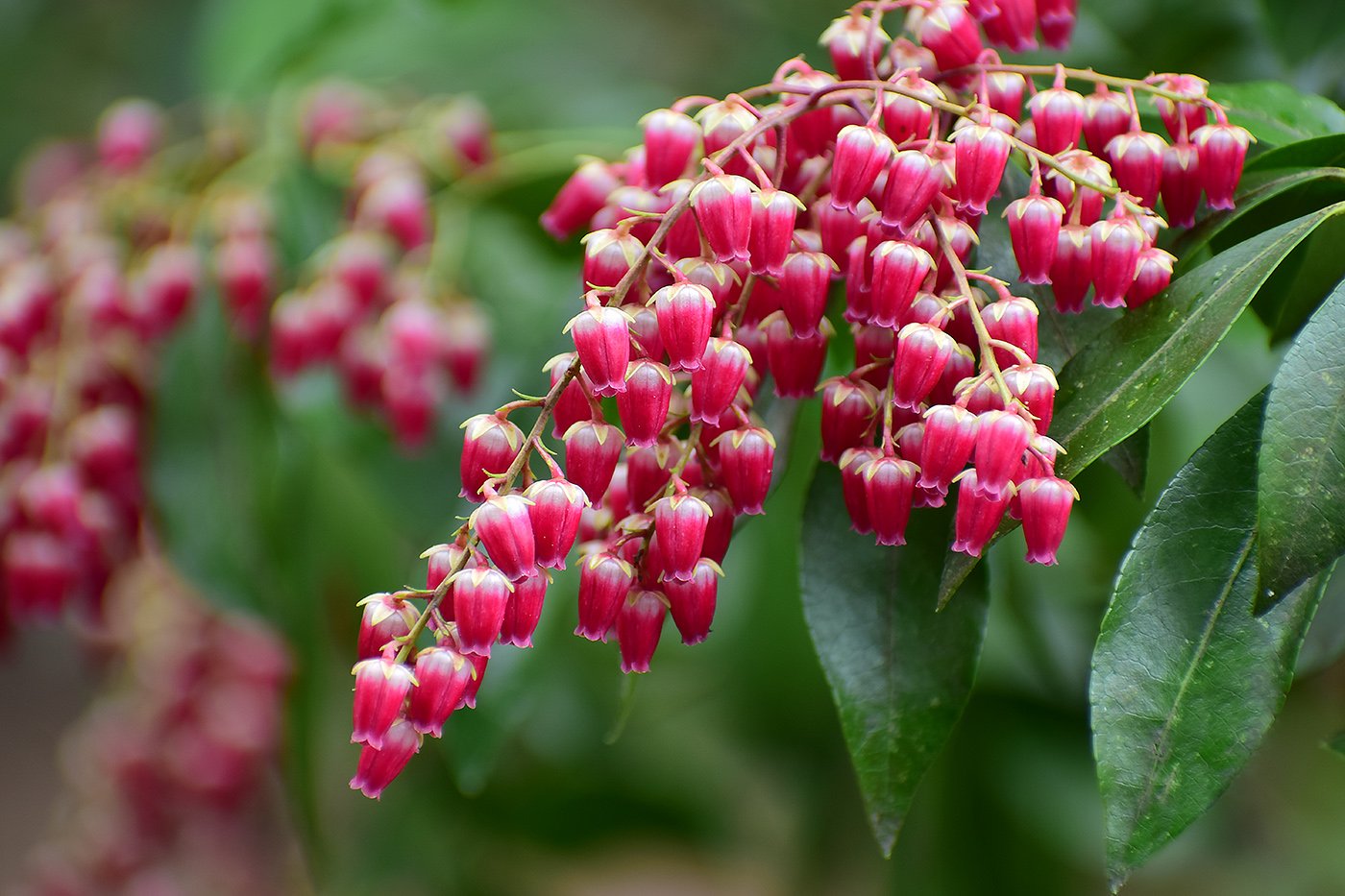 Glossy evergreen foliage showing off the flowers of the Lily of the Valley Shrub