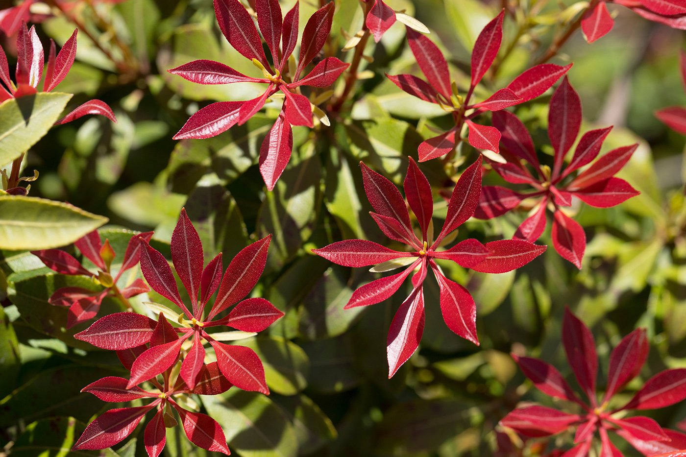 Pieris Valley Valentine red foliage