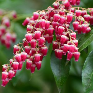 Valley Valentine pink flower tassels