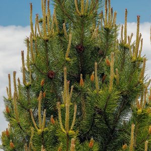 Green Tower Pine tan candles