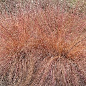 Colourful autumn grass plant Sporobolus heterolepis foliage close-up