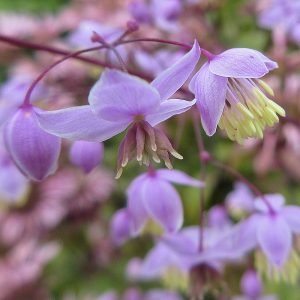 Feathery meadow rue blooms and buds close-up