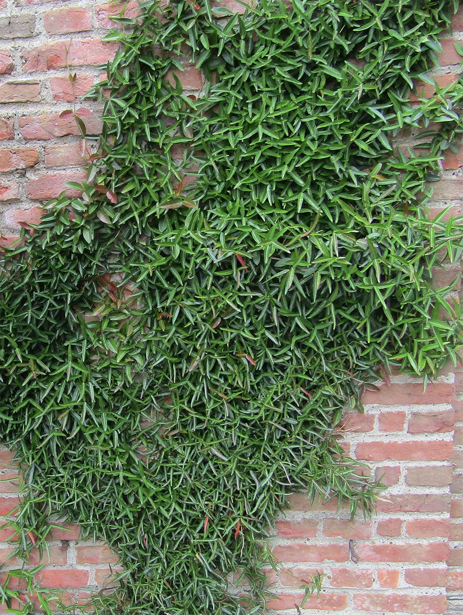 Asiatic scented evergreen climber cascading over a Norfolk garden wall.
