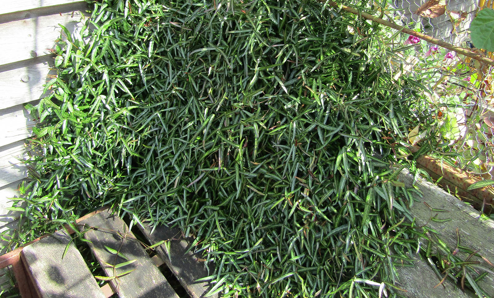 Trachelospermum Theta spreading as ground cover in Suffolk garden