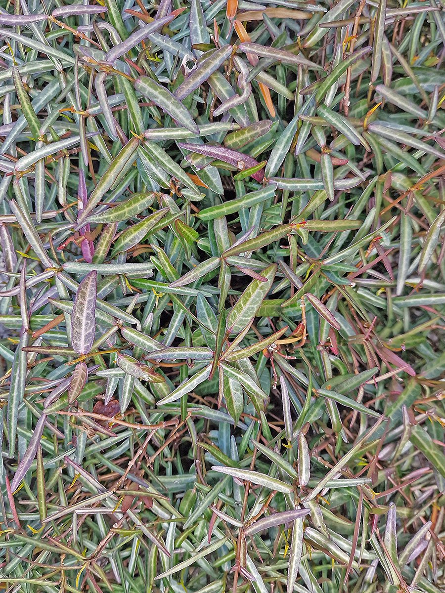Silver-marbled foliage of Trachelospermum Theta in a close-up view