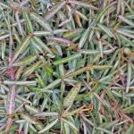 Winter-tinted marbled foliage of asiatic scented evergreen climber.