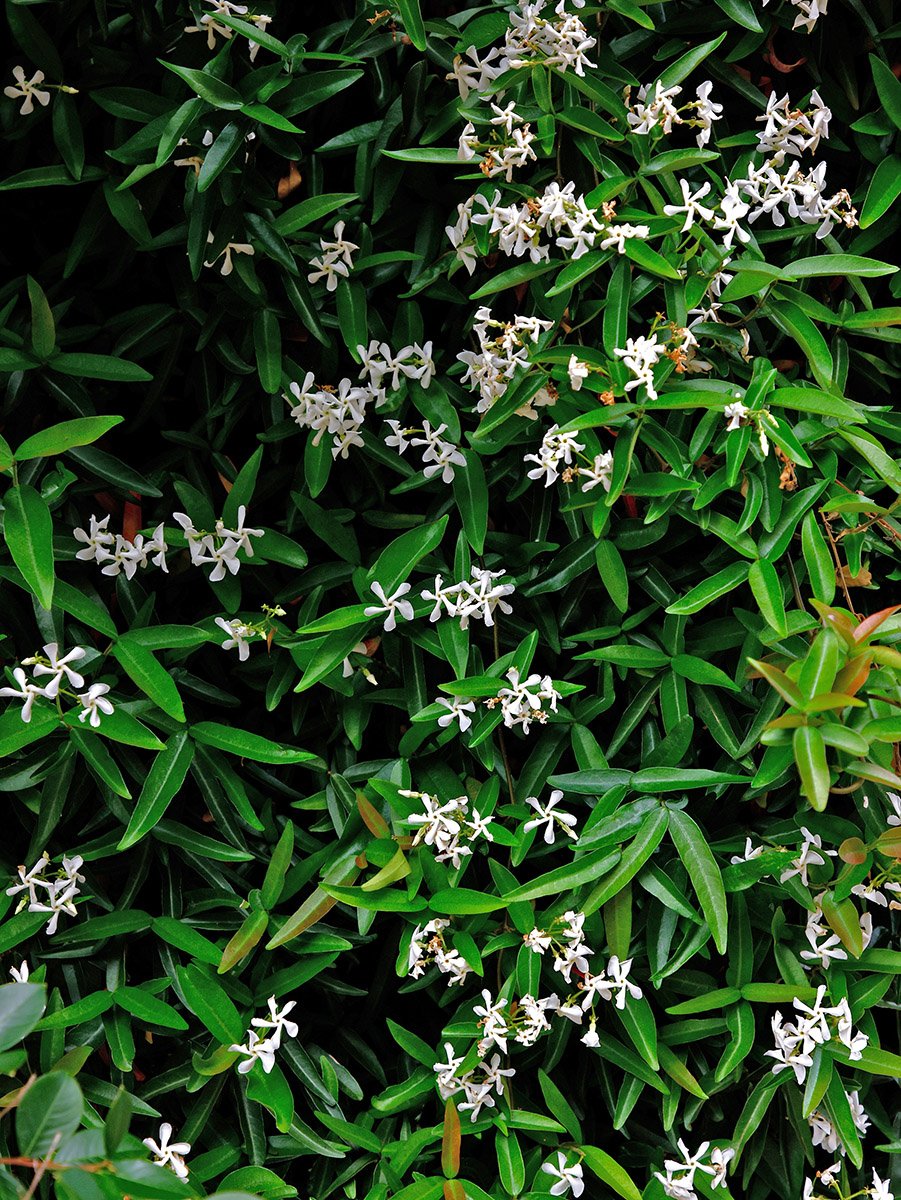 Trachelospermum Theta’s scented flowers and marbled foliage in summer