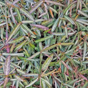 Winter-tinted marbled foliage of asiatic scented evergreen climber.