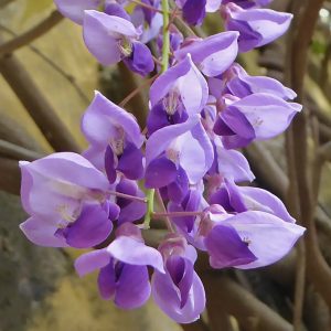 Silky wisteria Brachybotrys detailed blooms