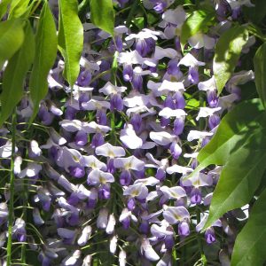 Fragrant wisteria climber pergola flowers