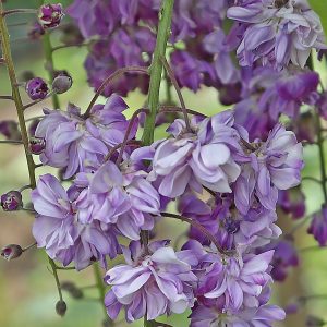 A hanging raceme of purple and lilac double flowers borne in profusion by Wisteria floribunda ‘Yae-kokuryu’