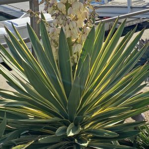 The brilliantly coloured, architectural foliage and stunning flowers of Yucca gloriosa 'Variegata'