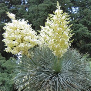 Yucca rostrata