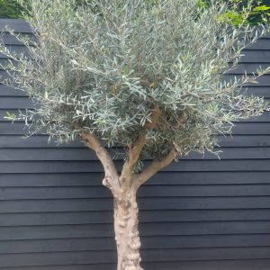Olea europaea 'Hojiblanca' - 130Ltr