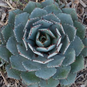Looking directly into symmetrical rosette of Striking Blue Patio Agave Cameron Blue