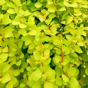 Upright golden foliage shrub foliage and stems close-up