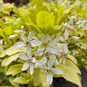 Golden evergreen scented shrub new foliage view