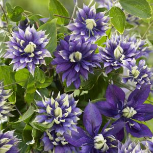 Cluster of Clematis Taiga vibrant climber’s blue-green flowers in summer