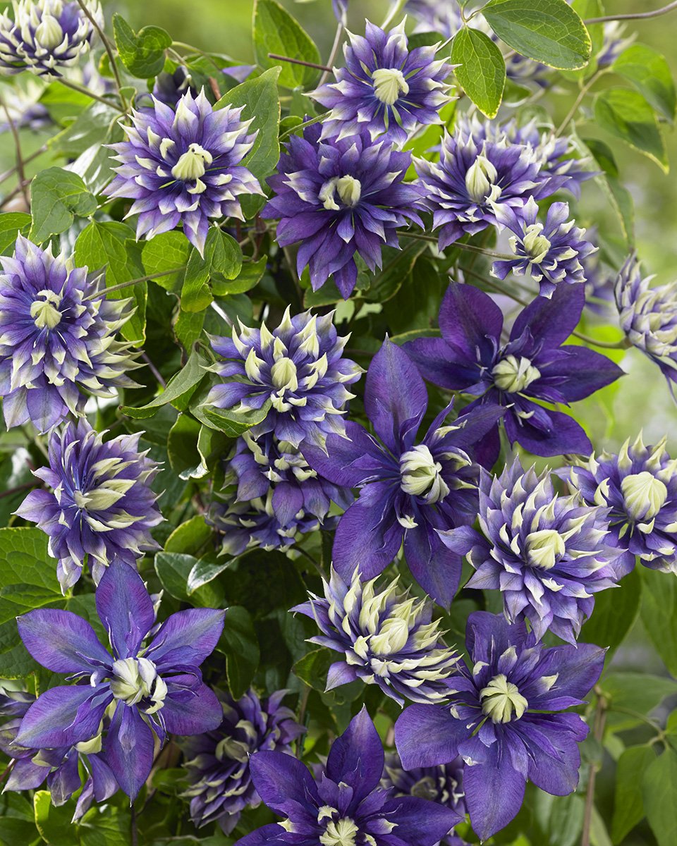 Clematis Taiga’s blue-green flowers and lush foliage at varied stages.