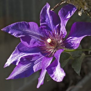 All summer flowering climber velvety blooms