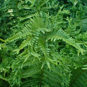 An overhead view of the architectural, bright green tufted fronds of Dryopteris Crispa Cristata growing lushly.