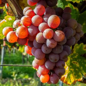 Grape Crimson Seedless seedless grapes cluster