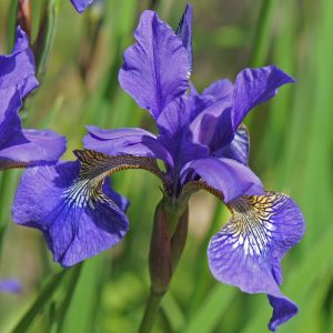 Hardy summer-flowering blue perennial Iris sibirica single flower close-up.