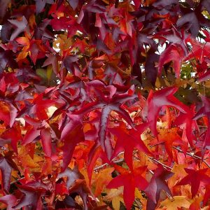 Close-up of deep dark red autumn foliage on Red Autumn Sweet Gum Lane Roberts