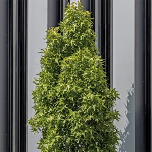 Autumn colour tree UK modern building view.