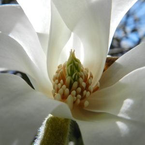 Magnolia kobus white star-shaped flowers