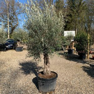 Olea europaea