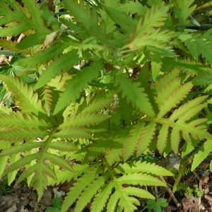 Close-up of a clump with young red-tinted fronds of the Ground-covering woodland fern Onoclea sensibilis.