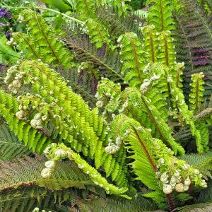 Emerging bright green spring growth of Polystichum Dahlem contrasting beautifully with older, dark foliage.