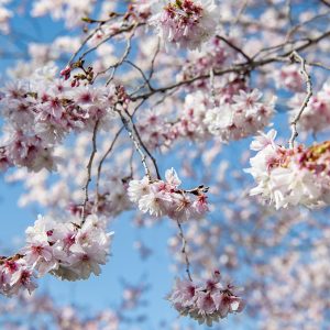Japanese winter-flowering blossom tree branches close-up