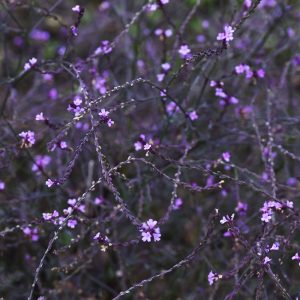 Verbena officinalis 'Bampton'