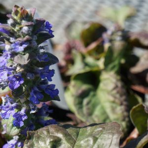 Ajuga reptans 'Catlin's Giant'