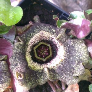 Asarum splendens