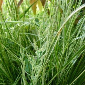 Calamagrostis x acutiflora 'Overdam'