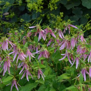 Campanula 'Pink Octopus'