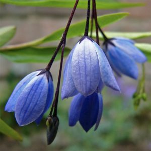 The Blue Bell Climber Summer and autumn flowering climber blue flower close-up