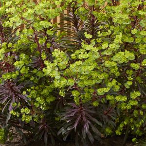 Colorful purple foliage plant red and lime close-up