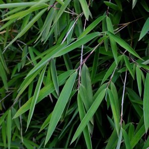 Close-up of purple fountain bamboo foliage.