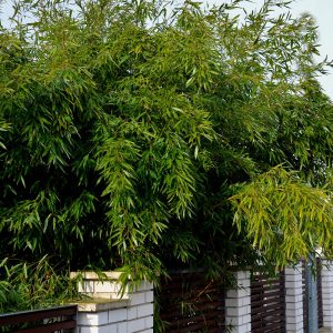 Contemporary bamboo for pots, Fargesia Pingwu clump cascading over wall view