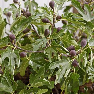 Ficus carica Little Miss Figgy