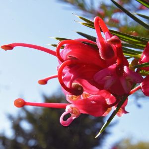 Evergreen pollinator-attracting red flowers structure view.