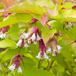 Single bunch of Leycesteria Golden Lanterns’ tubular flowers in red-purple bracts.