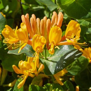 Golden honeysuckle Tellmanniana flower close-up