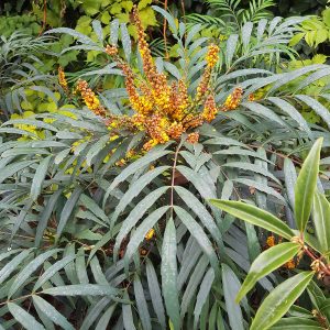 Lush exotic woodland shrub Mahonia Volcano inflorescence foliage view