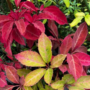 Colourful leaf climbing plant autumn colours